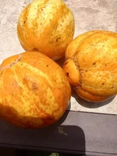 50+ Lemon Cucumber Heirloom Seeds – Sweet Round Yellow Variety – Easy to Grow