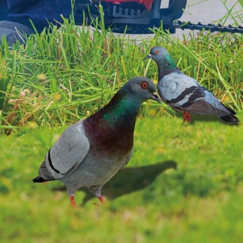Decor Wild Pigeon Decorations Realistic Acrylic Pigeon Statues Pigeon Sculpture - Picture 1 of 18