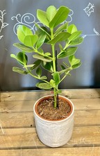 Clusia Rosea Princess Plant 17cm Pot 55cm Tall Indoor Pet Friendly Plant
