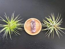 Euphoralite, Purple Divine Wand, Purple Lepidolite, Mica, Quartz, Feldspar