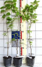 Betula lenta - amerikanische Zuckerbirke, seltener Baum