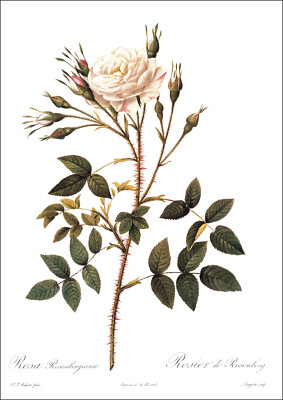 1990 Vintage Print Rose Flower Rosa Spinulifolia Dematratiana Floral Roses