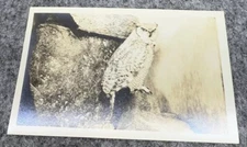 RPPC Taxidermy Owl Unposted PostCard Real Photo - A