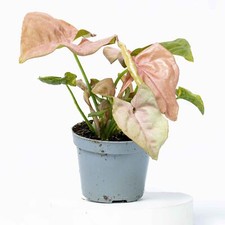Syngonium podophyllum 'Pink Allusion' Arrowhead Plant 6cm Live Tropical Terrariu