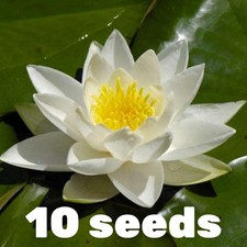 10 White Lotus Seeds Nelumbo Nucifera Easy-to-Grow for Ponds Tubs Aquatic Garden