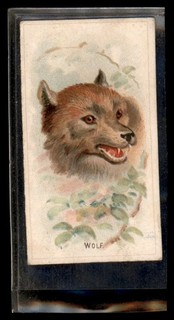 Wolf 1888 N25 Allen & Ginter Wild Animals Of The World