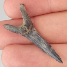 Scapanorhynchus 0.00