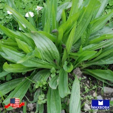 Plantain Seeds Boston Heirloom Non-GMO