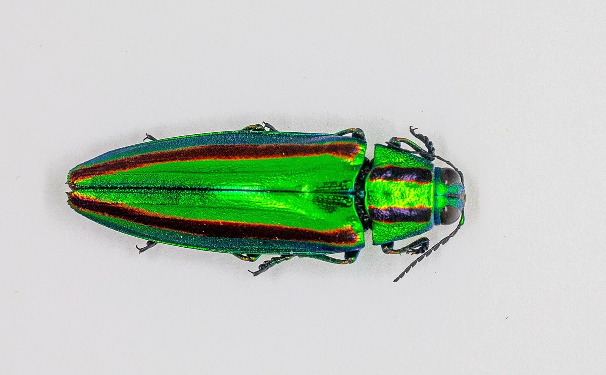 Buprestidae - Chrysochroa fulgidissima - Mt.Daibosatu,Hikawa Buprestidae - Chrysochroa fulgidissima - Mt.Daibosatu,Hikawa