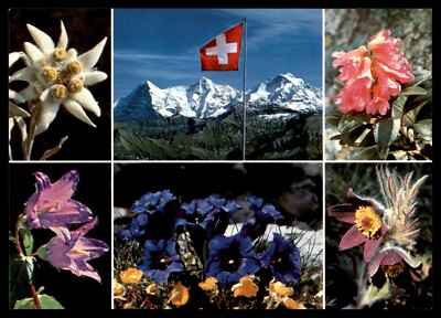 Postcard Berner Oberland, Switzerland - Montage Flowers UNP