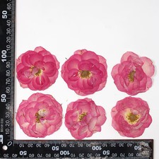 12PCS real dried Pressed rose flowerhead, natural pink color rose head FHT47