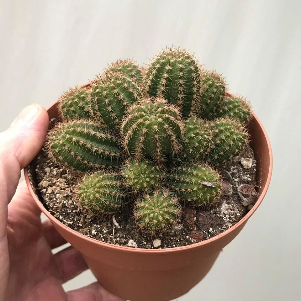 Chamaelobivia (Peanut Cactus) "Sundae" Cactus Seeds (100 Seeds) - Image 2 of 2