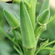 Clemson Spineless Okra Seeds, NON-GMO, Gumbo, Lady's Fingers, Gombo, Bendi