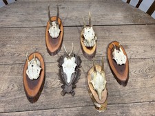 Taxidermy Roe Deer Skull Hunting Trophy Antlers