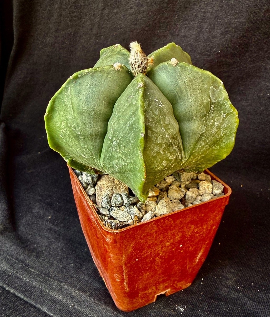 Astrophytum myriostigma v. nudum, cactus plant | eBay