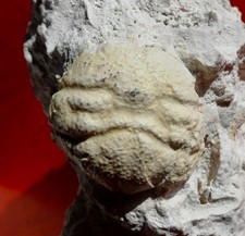 CRABE FOSSILE PALÉOCÈNE DU DANEMARK , DROMIOPSIS