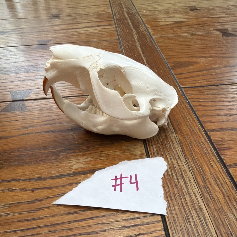 BEAVER SKULL With All Teeth Taxidermy Decor / Educational / Collection / Unique