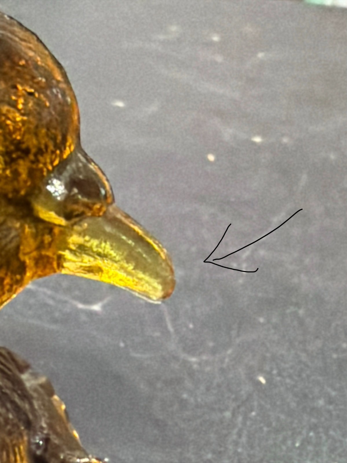 VTG Westmoreland amber bird nesting candy dish  READ