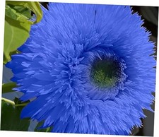 50pcs Blue Teddy Bear Sunflower Seeds - Stunning Annual Blooms for Your Garden