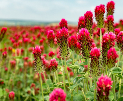 Inkarnatklee Blut Rosen roter Klee fr Bienen Trifolium incarnatum 15000  Samen | eBay.de