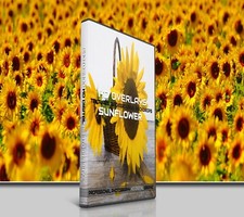 200 SUNFLOWER FLOWER DIGITAL PHOTOSHOP OVERLAYS BACKDROPS BACKGROUND PHOTOGRAPHY