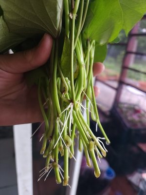 #ad 10 Okinawa Purple Sweet Potato Slips Cuttings Khoai Lang Tím Have Roots $24.99