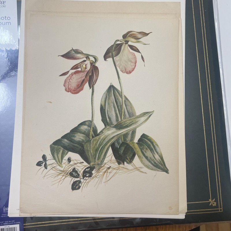 Lady Slipper Print ,  Book Plate Series 2 By Betty Carnes