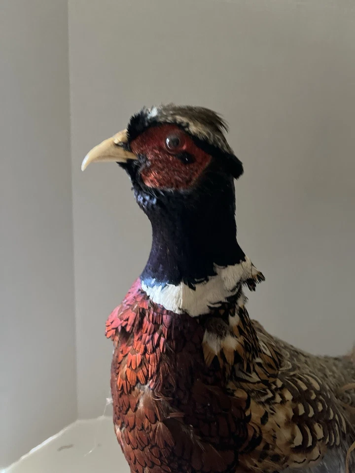 Taxidermia faisán cuello anular sobre soporte de madera con hierba seca sobre base de madera a la deriva Foto 2 de 4