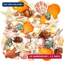 Sea Shells, Mixed Ocean Seashells, Various Sizes Ocean Seashells and Natural Sta