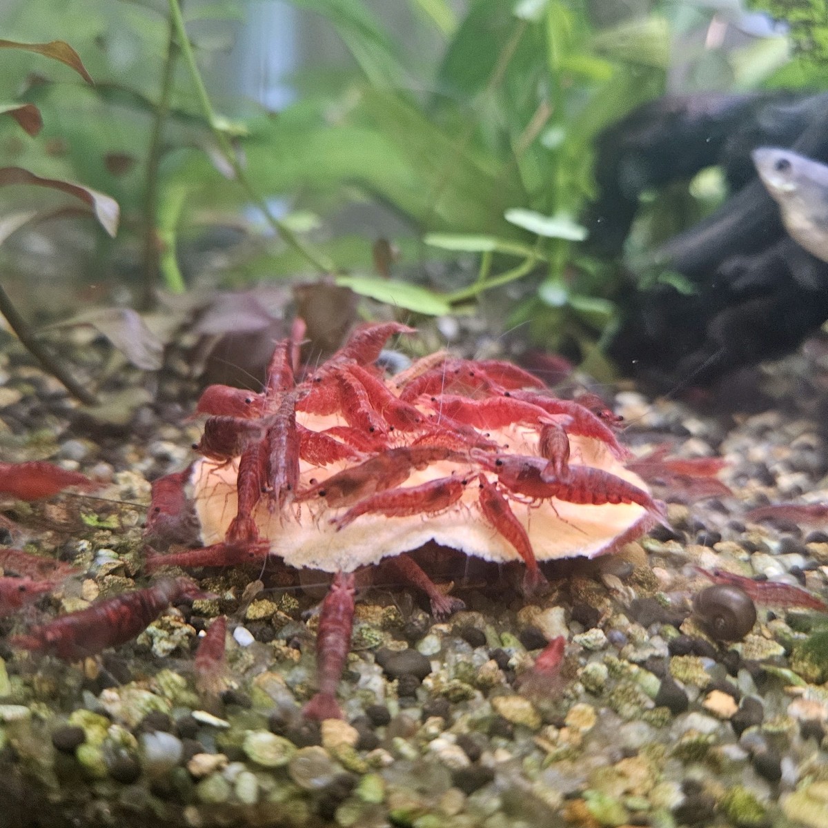 5+1 Sakura Red Cherry Shrimp (Neocaridina Davidi) Dwarf Shrimp