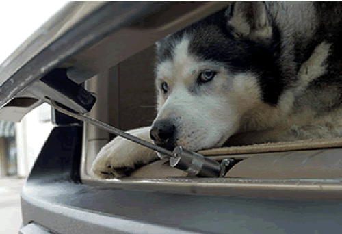 Walky Lock Car Lock - Car Safety and Containment Device for Dogs - PetEgo - Bild 7 von 7
