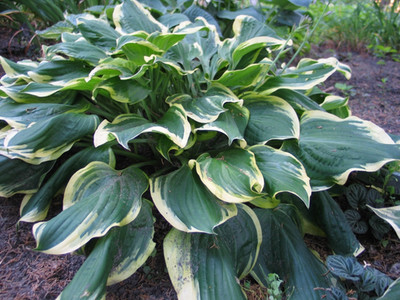 Hosta All Aflutter 5.25'' Pot Well Rooted Perennial Shade Plant