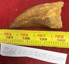 Rare Carcharodontosaurus Dinosaur Tooth T Rex Cousin 95 Mil Yrs Fossil 3 1/8”
