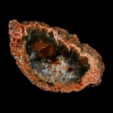 4.9" Dinosaur Coprolite Fossil Polished Slab Specimen Poop Dung Harry Mountain