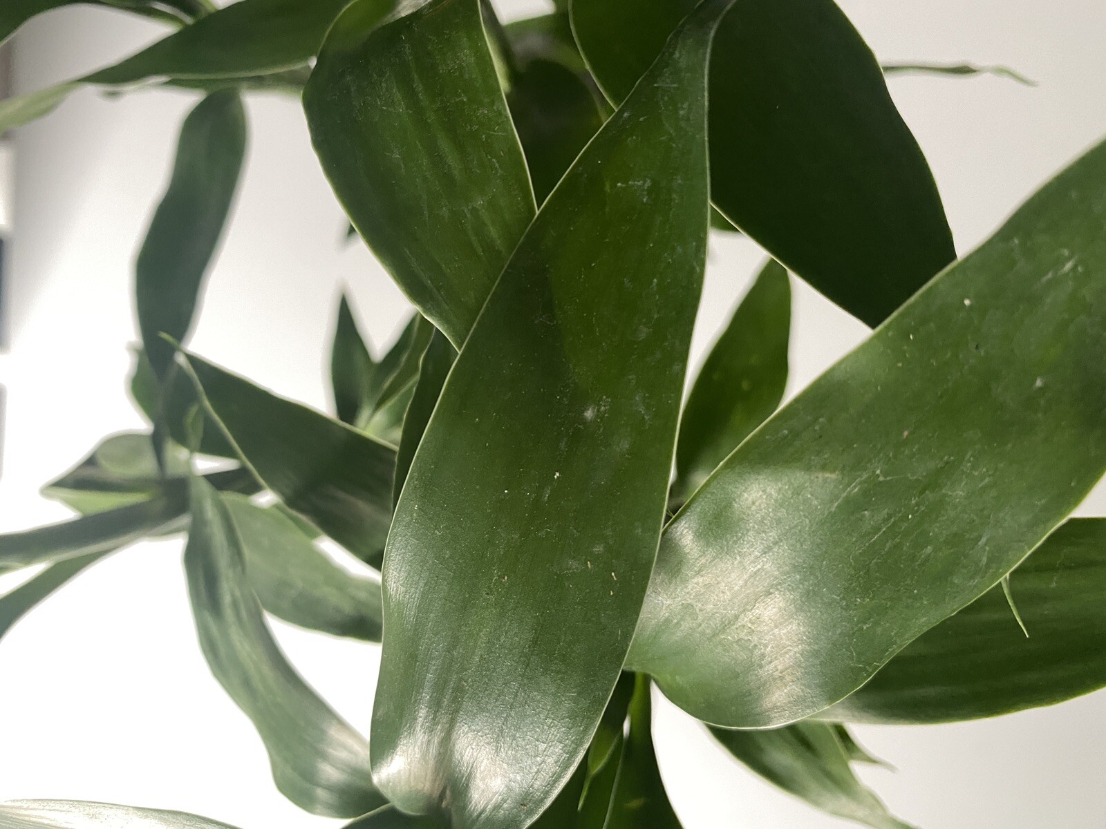 Unique Bamboo Spiral Stalk Live Plant For Terrariums, Vivariums, Home, & Garden!