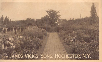 Postcard NY: James Vick's Sons Hardy Perennials, Rochester, New York, DB 1910's