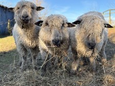 Whole Raw Sheep Fleece - Wensleydale - White or Black Available 