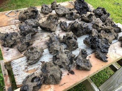 Hawaiian Lava Rock,  Volcanic Tephra from Kilauea Eruption January 24, 2026
