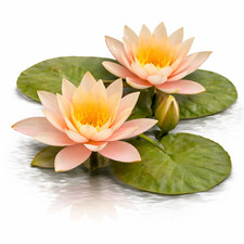 Nymphaea Georgia Peach Pink Hardy Water Lily