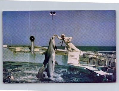 Vintage Marine Studios St. Augustine FL Dolphin Show Trainer Kodachrome Postcard