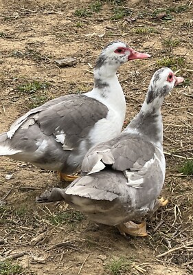 10+ Purebred Fertile Muscovy Duck Hatching Eggs - Rare Colors Lavender, Lilac+