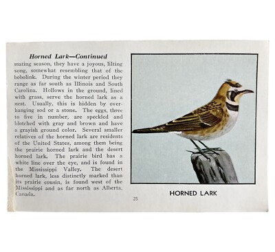 Horned Lark Bird Print 1931 Blue Book Birds Of America Antique Art PCBG13A
