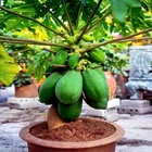 20 "DWARF SOLO WAIMANALO TREE SEEDS" (Carica Papaya) Fast Fruit Houseplant