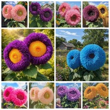 700 Sunflower Seeds for Planting - Giant Teddy Bear Sunflower Heirloom Non-G...