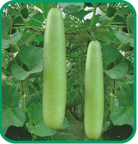 Calabash Bottle Gourd Seeds Med-Long Edible Lauki Dudhi Opo Bitter Melon Asian - Picture 3 of 4