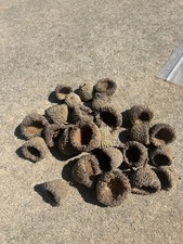 25 EXTRA LARGE BURR OAK ACORN CAPS FOR CRAFTS, FAIRY GARDENS, FALL DECOR