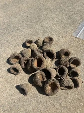 25 EXTRA LARGE BURR OAK ACORN CAPS FOR CRAFTS, FAIRY GARDENS, FALL DECOR
