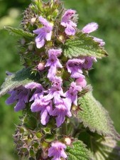 BLACK HOREHOUND - BALLOTA NIGRA 50+ SEEDS E 432