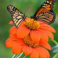 Sunflower MEXICAN TORCH Bees, Butterflies, Hummingbirds USA Non-GMO 100+ Seeds!