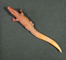 vintage CELLULOID ALLIGATOR souvenir figure 7" long USA